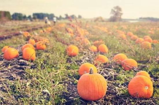 Pumpkin Patch Canvas Art - Roberta Murray (12 x 18)