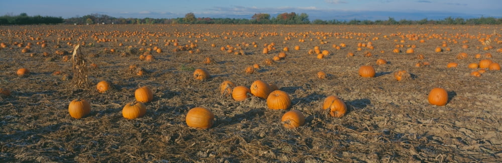Pumpkin Patch Dutchess County New York Canvas Art - Panoramic Images (36 x 12)