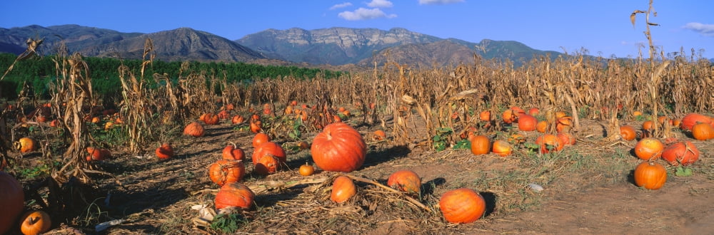 Pumpkin Patch Upper Ojai Ojai California Canvas Art - Panoramic Images (27 x 9)