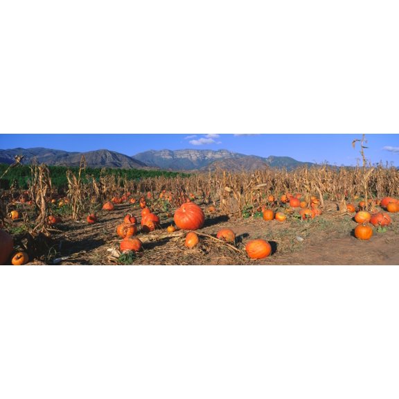 Pumpkin Patch Upper Ojai Ojai California Canvas Art - Panoramic Images (36 x 12)