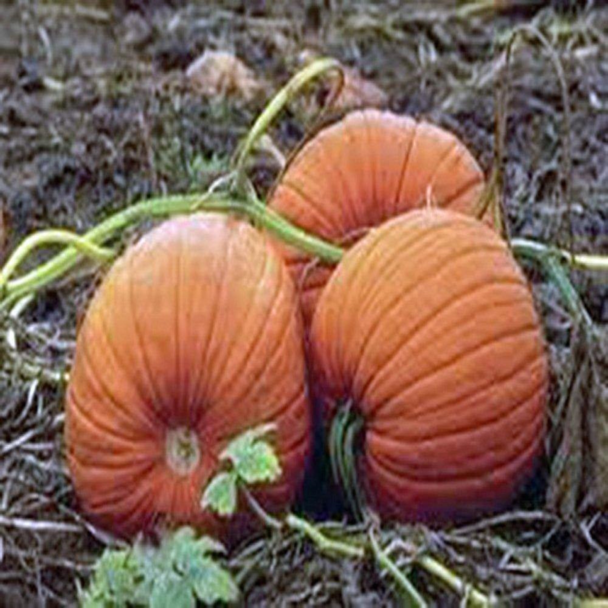 Pumpkin Seed, Mammoth Gold, Heirloom, Non GMO 100+ Seeds, Large ...