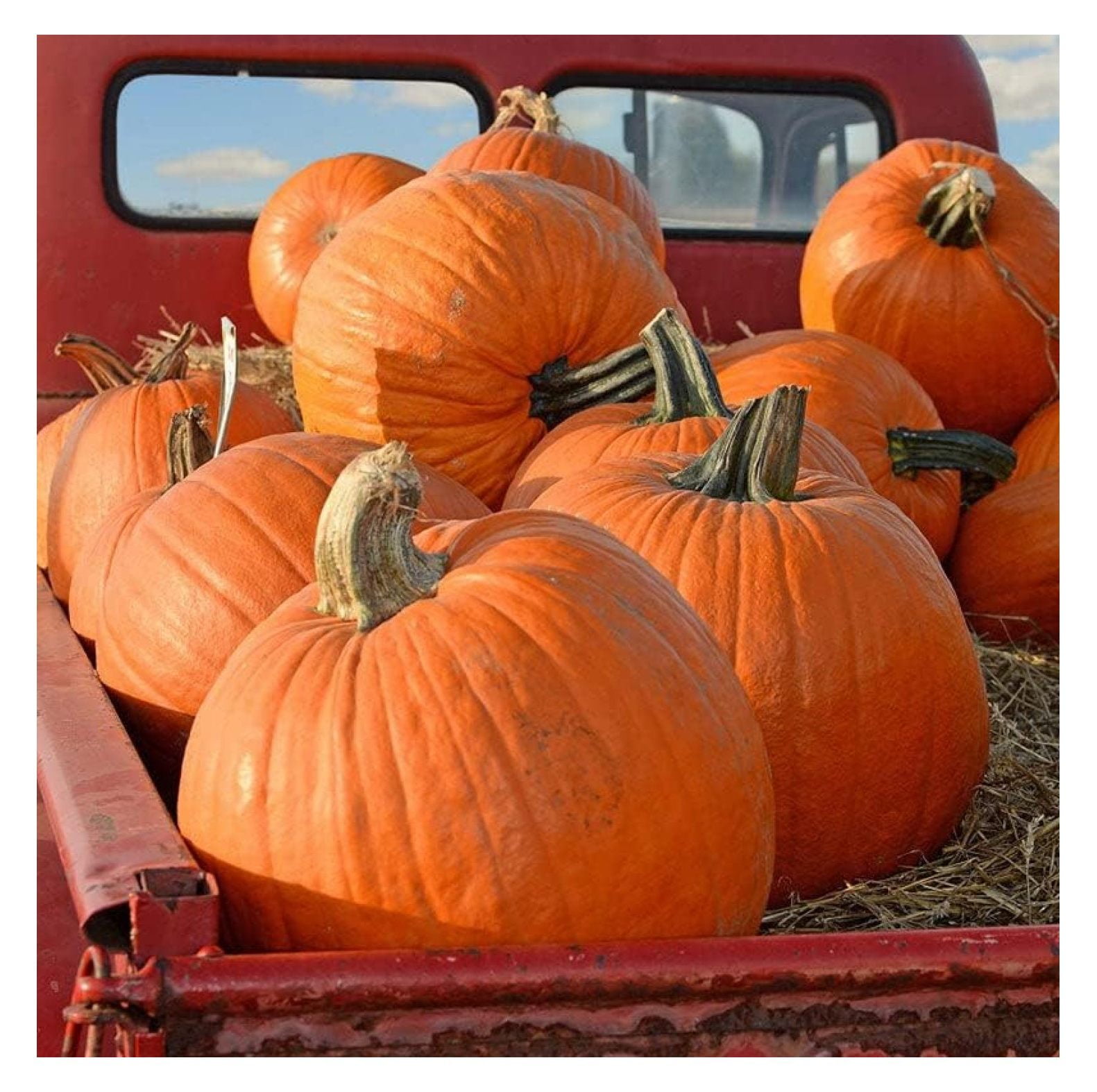 Pumpkin Seeds Big Max NonGMO Seeds for Planting, 1 Pound High