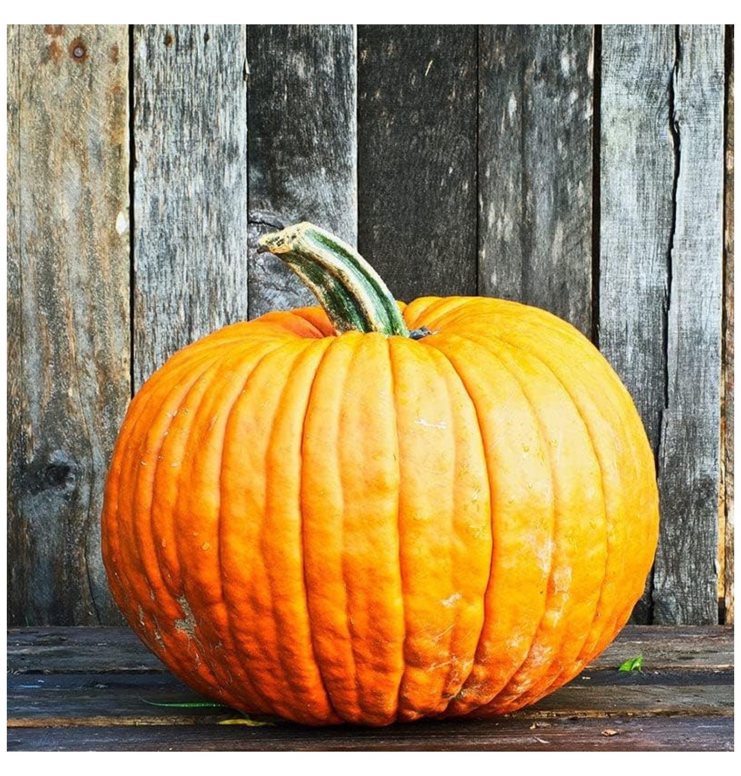 Pumpkin Seeds Connecticut Fields NonGMO Seeds for Planting, 5 Pounds