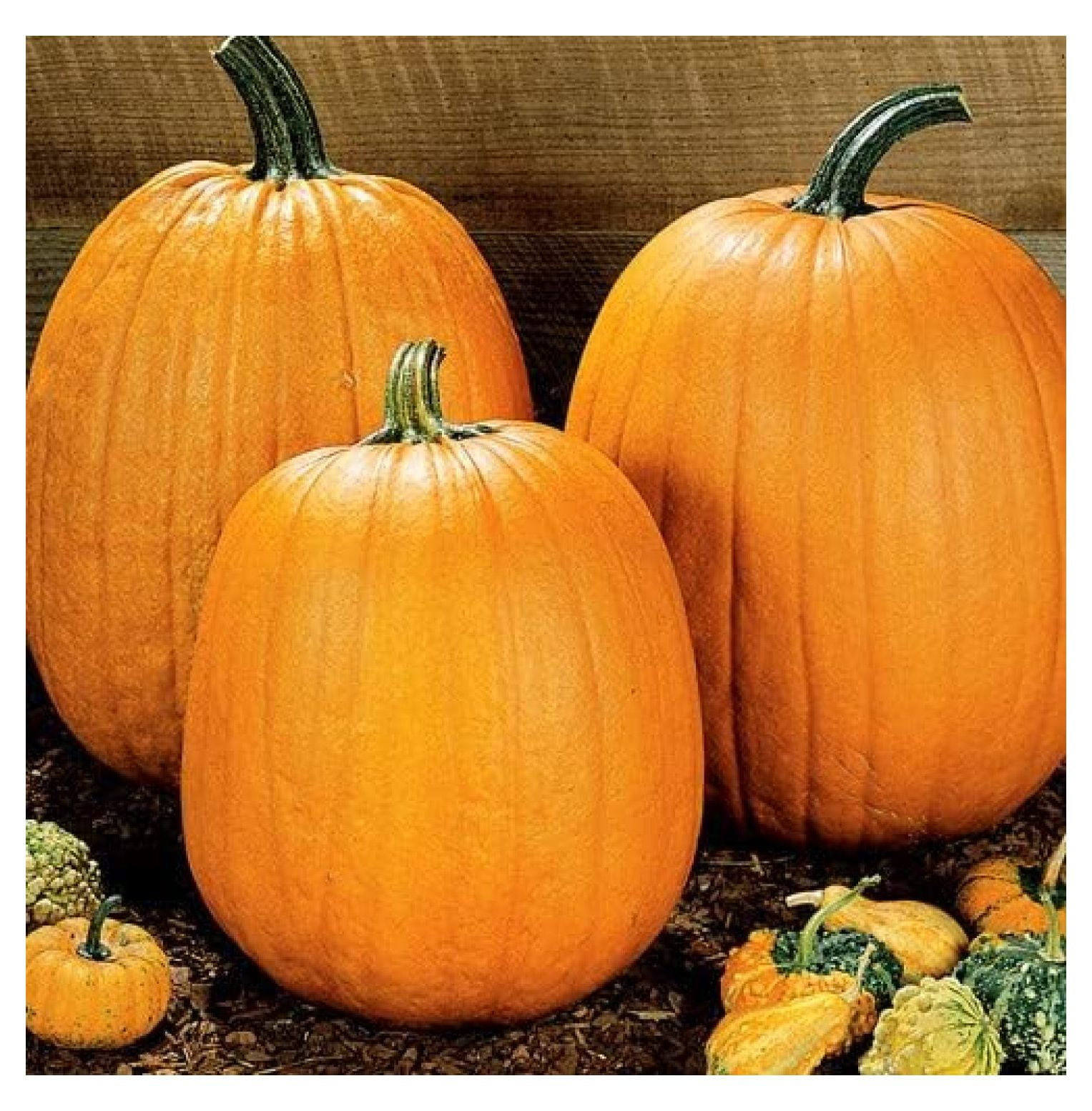 Pumpkin Seeds Howdens Field NonGMO Seeds for Planting, 1/4 Pound