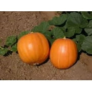 Pumpkin Seeds , Jack O Lantern Pumpkin Seeds, Heirloom, Non GMO, 100 Seeds