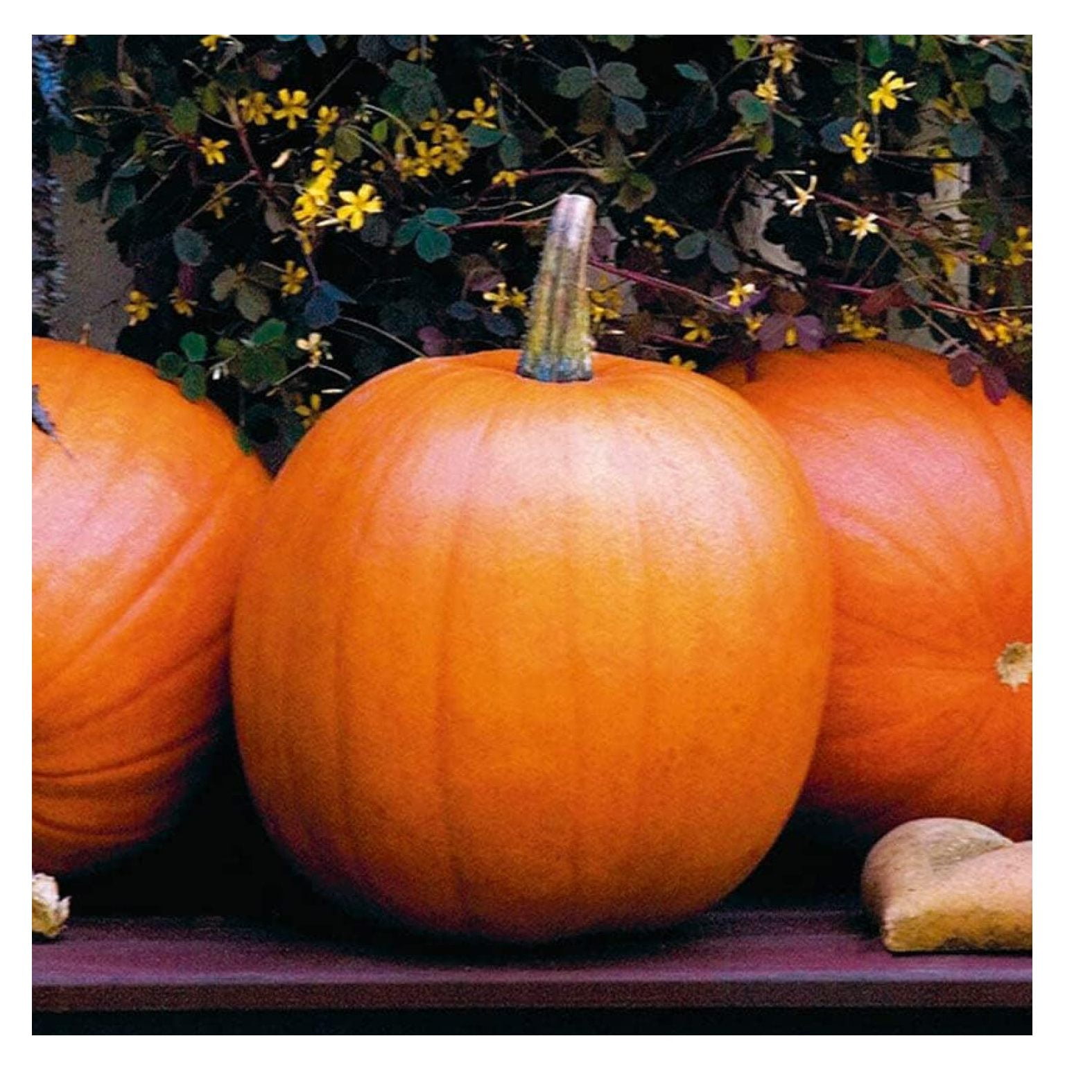 Pumpkin Seeds Jack OLantern NonGMO Seeds for Planting, 1 Pound