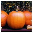 Pumpkin Seeds Jack OLantern NonGMO Seeds for Planting, 1 Pound