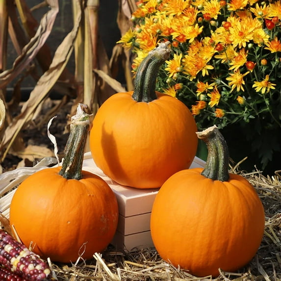 Pumpkin Seeds - Lil Ironsides Untreated Non-GMO Variety Pumpkin Seeds - Non-GMO - 25 Seeds
