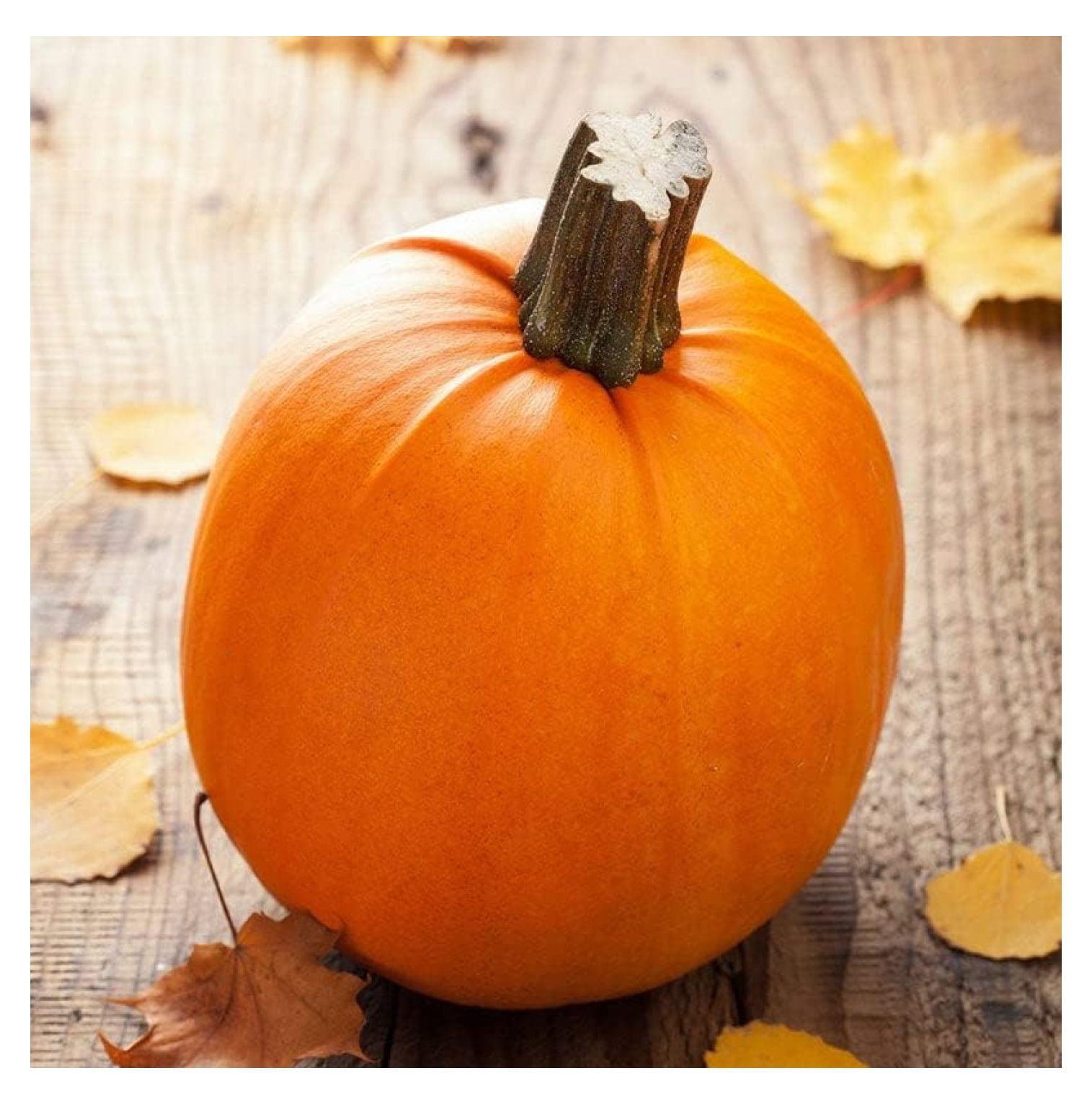 Pumpkin Seeds Small Sugar NonGMO Seeds for Planting, 1 Pound High