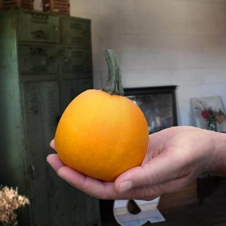 Pumpkin Seeds - Treated Apprentice Variety Pumpkin Seeds - Non-GMO - 25 Seeds