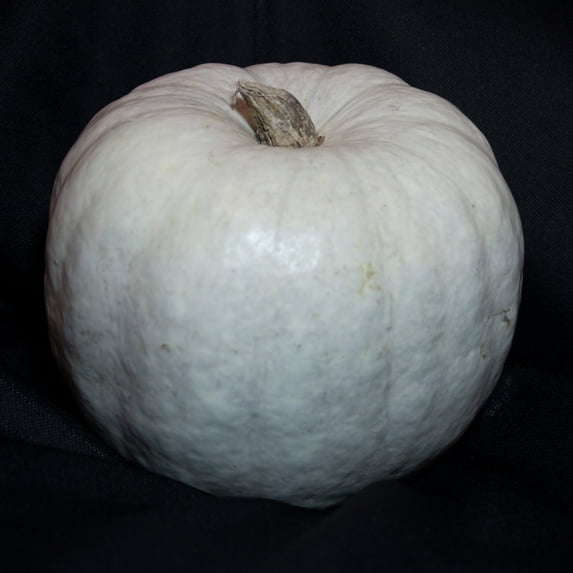 Pumpkin Seeds - White Queen - 1 Lb ~3,600 Seeds - Cucurbita pepo - Farm & Garden Vegetable Seeds - Non-GMO, Heirloom, Open Pollinated, Annual