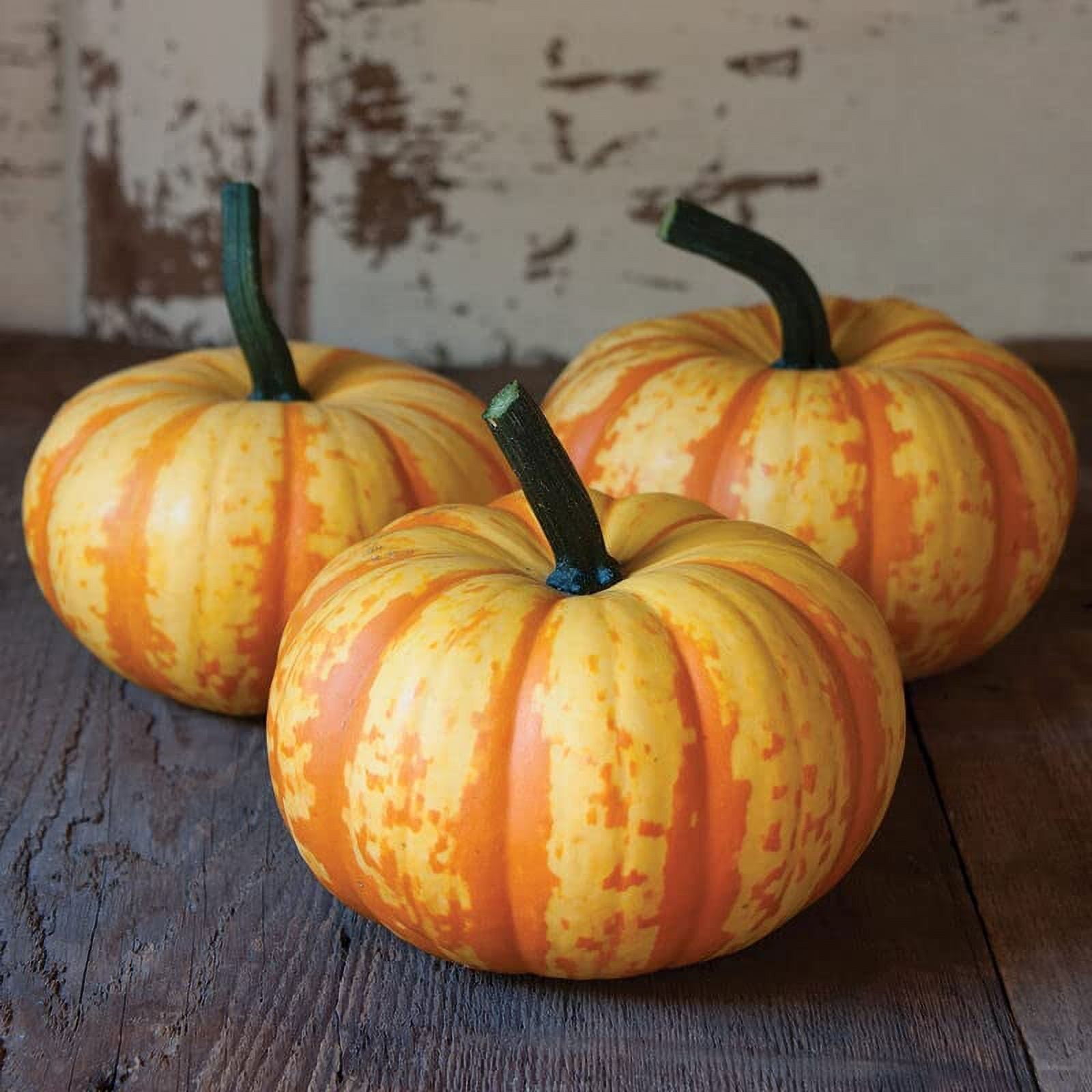 Pumpkin Seeds for Planting (10 Seeds) Exotic and Hard to Find Pumpkin