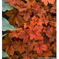 thumbnail image 1 of Pumpkin Spice Foamy Bells - 1 Gallon Perennial, 1 of 1