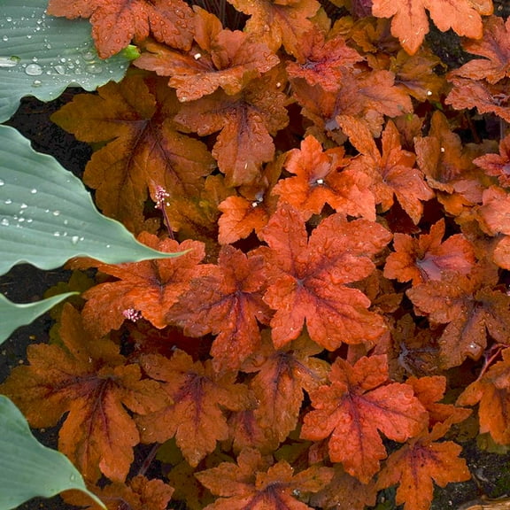 Pumpkin Spice Foamy Bells - Heucherella - Perennial - 2.5" Pot