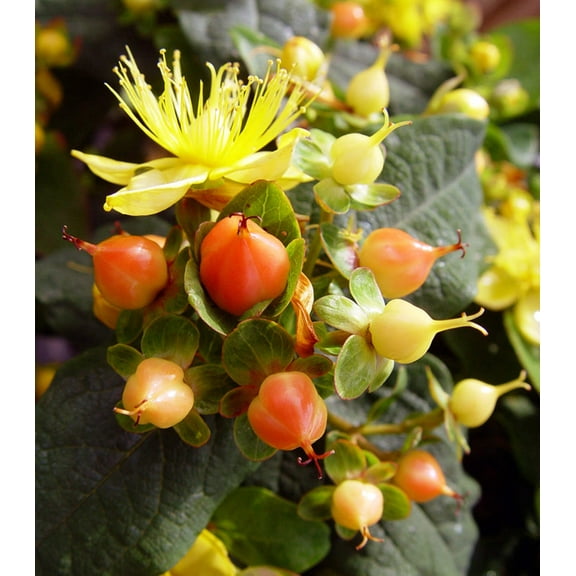 Pumpkin St. Johns Wort