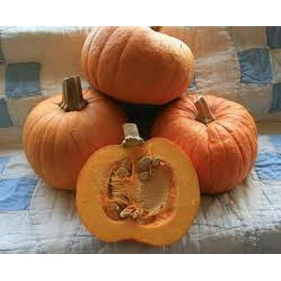 Pumpkin Sugar Pie Great Heirloom Vegetable by Seed Kingdom BULK  500 Seeds