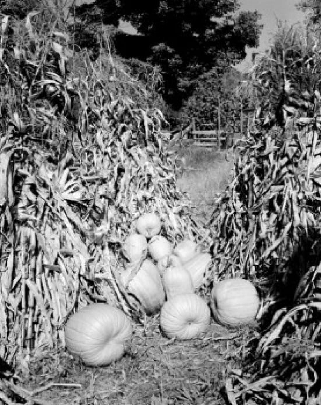 Pumpkin harvest Canvas Art -  (18 x 24)
