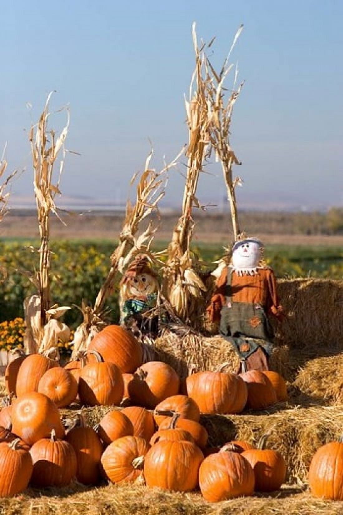 Pumpkin hay bales scarecrows Fruitland Idaho Canvas Art - David R Frazier DanitaDelimont (11 x 17)