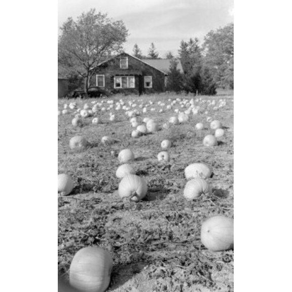 Pumpkin patch Canvas Art - (24 x 36)