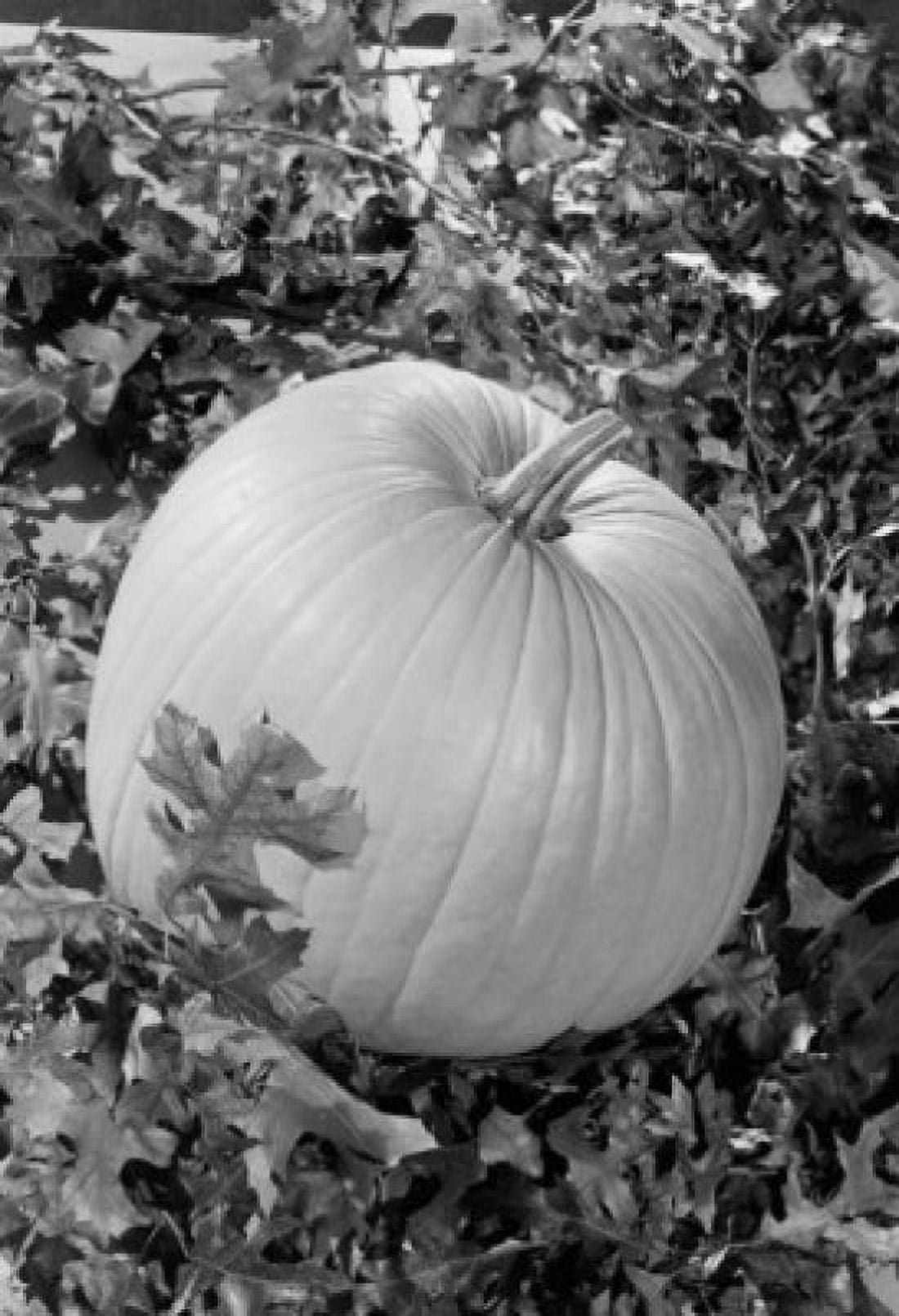 Pumpkin with oak leaves around Canvas Art - (24 x 36)