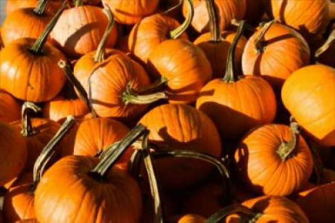 Pumpkins Canvas Art - Alan Hausenflock (12 x 18)