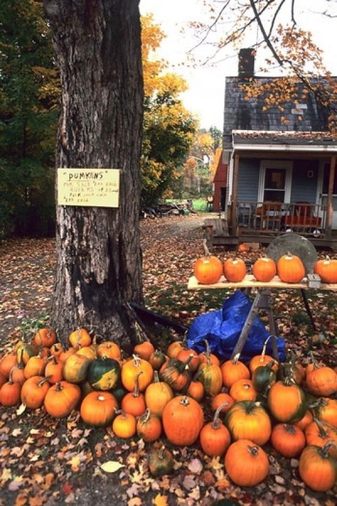Pumpkins For Sale in New England Canvas Art - Bill Bachmann DanitaDelimont (18 x 24)