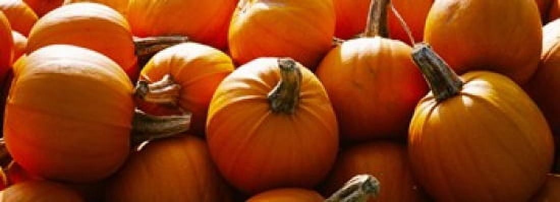 Pumpkins Half Moon Bay California USA Canvas Art - Panoramic Images (36 x 13)