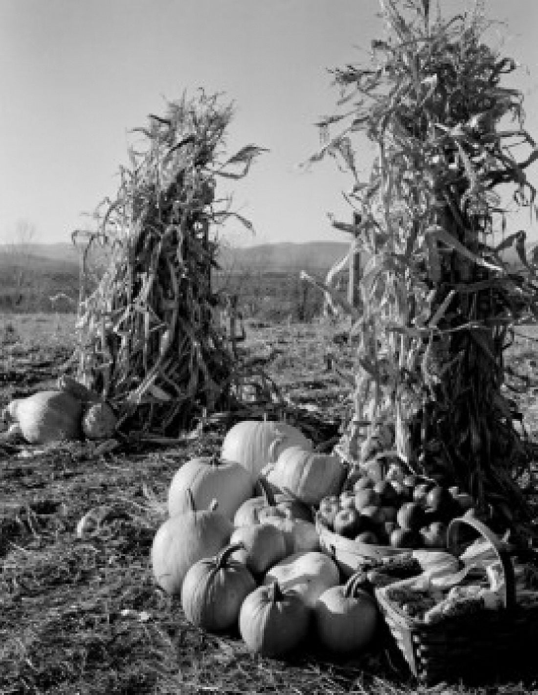 Pumpkins and corn stacks with baskets of apples Canvas Art -  (18 x 24)