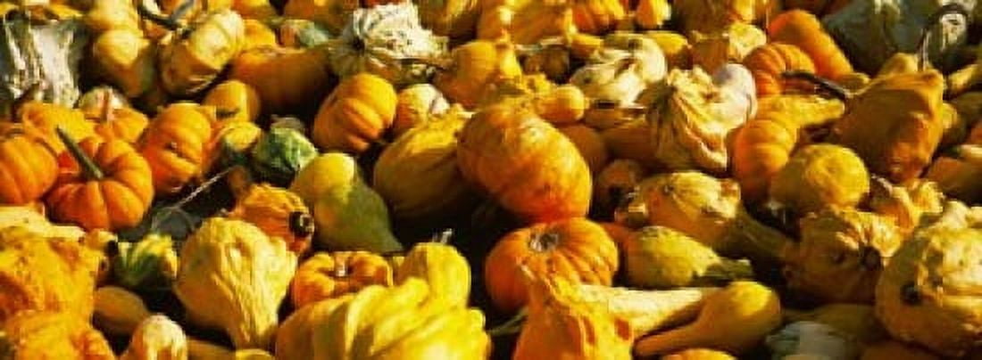 Pumpkins and gourds in a farm Half Moon Bay California USA Canvas Art - Panoramic Images (18 x 7)