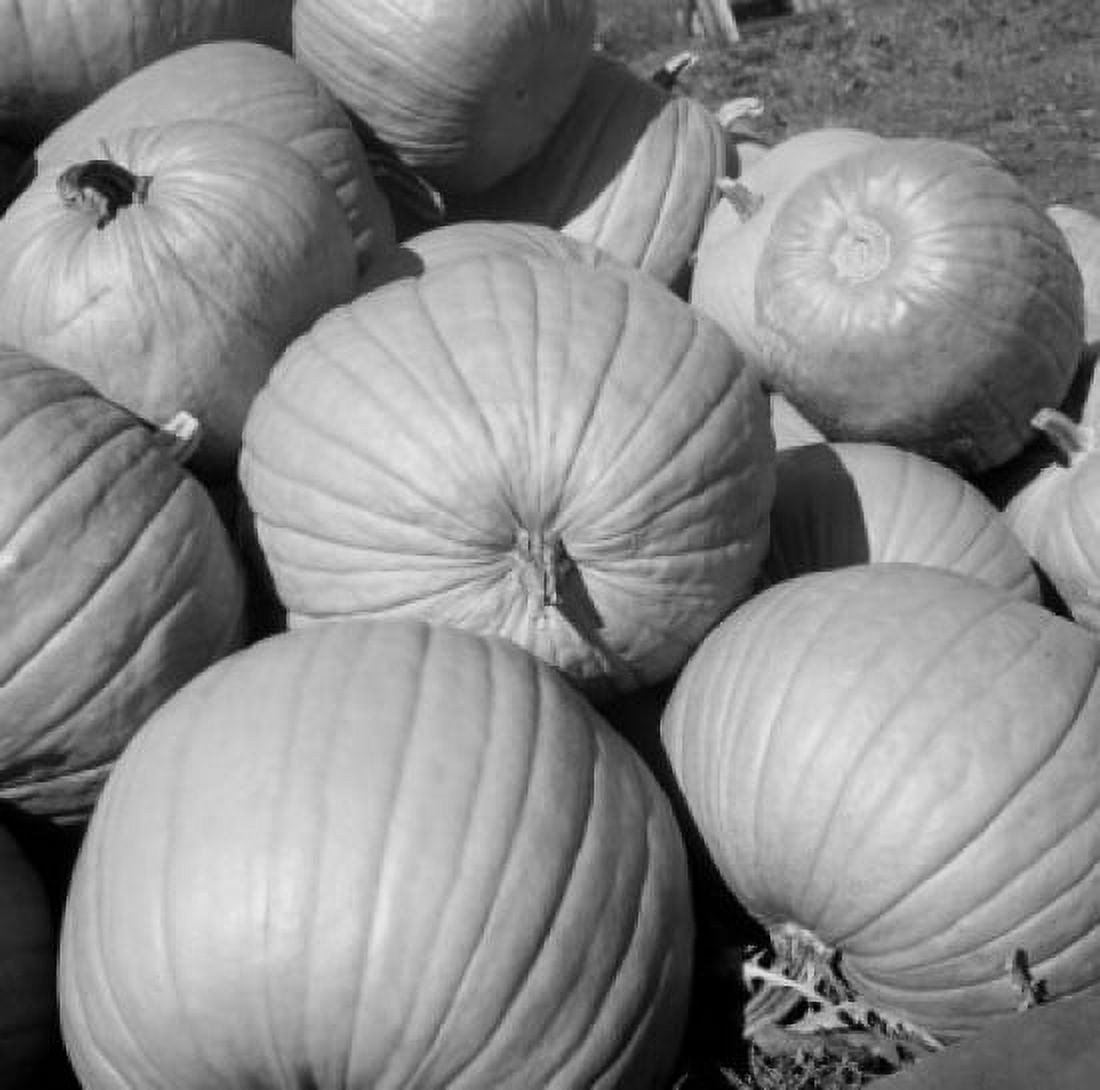 Pumpkins high angle view Canvas Art - (18 x 24)
