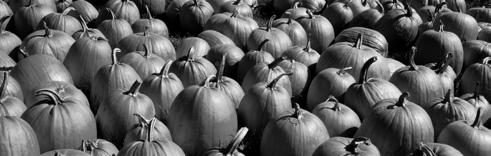 Pumpkins in a field Vermont USA Canvas Art - Panoramic Images (6 x 18)