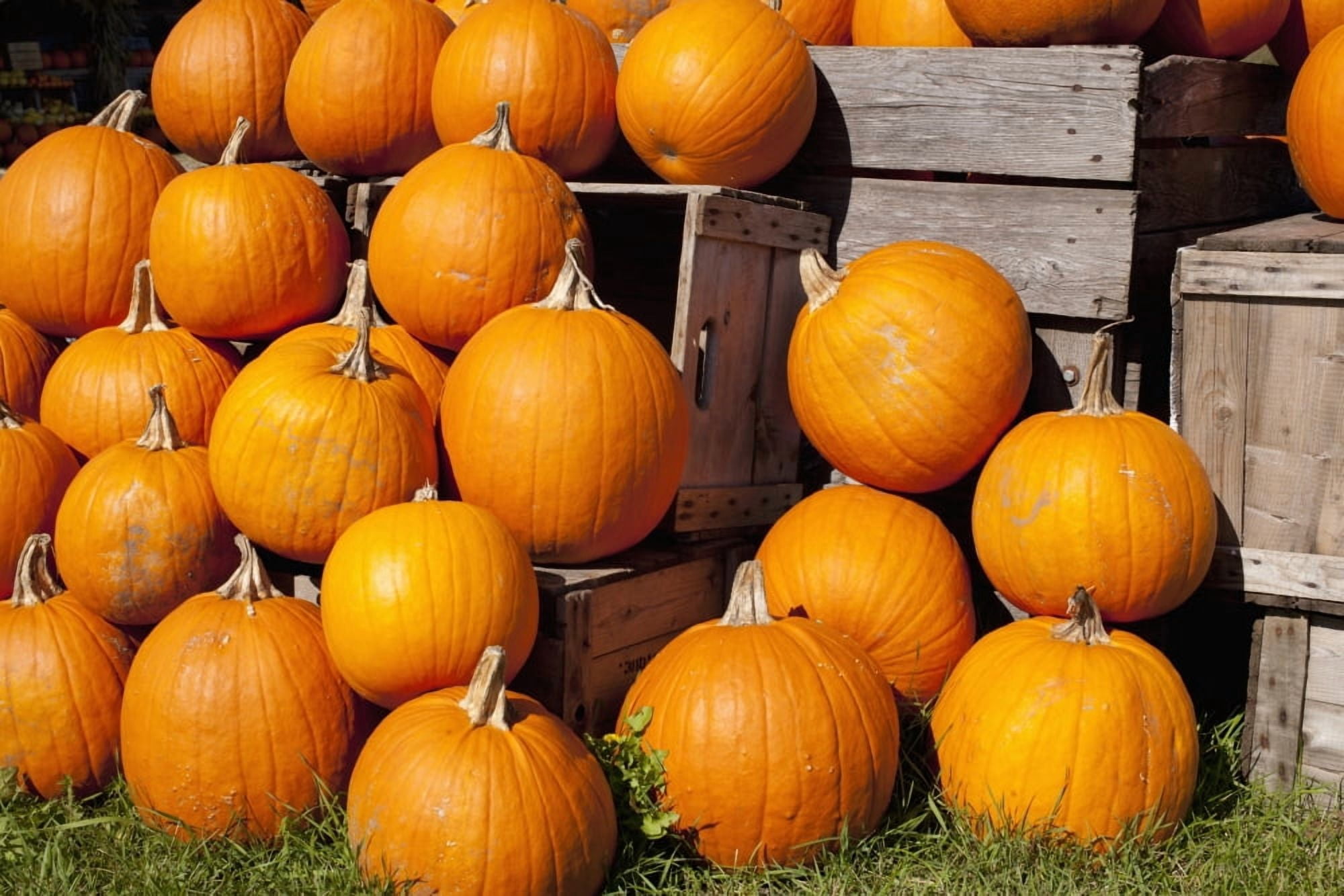 Pumpkins in a pileGranby quebec canada Canvas Art - David Chapman Design Pics (38 x 24)