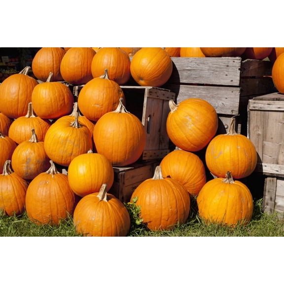 Pumpkins in a pileGranby quebec canada Canvas Art - David Chapman Design Pics (38 x 24)