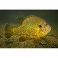 thumbnail image 1 of Pumpkinseed freshwater fish  Vermont. Poster Print by VWPics/Stocktrek Images, 1 of 2