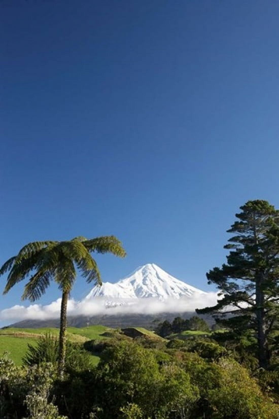 Punga Taranaki Mountain North Island New Zealand Canvas Art - David Wall DanitaDelimont (11 x 17)