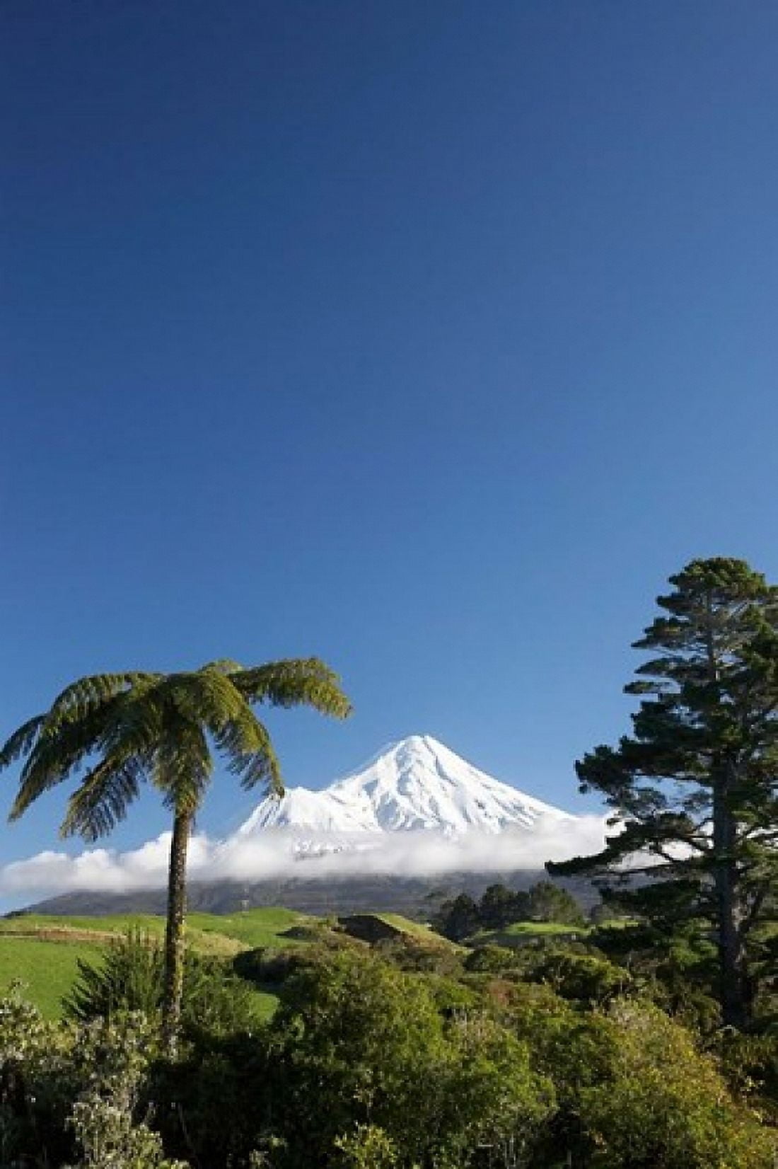 Punga Taranaki Mountain North Island New Zealand Canvas Art - David Wall DanitaDelimont (23 x 34)