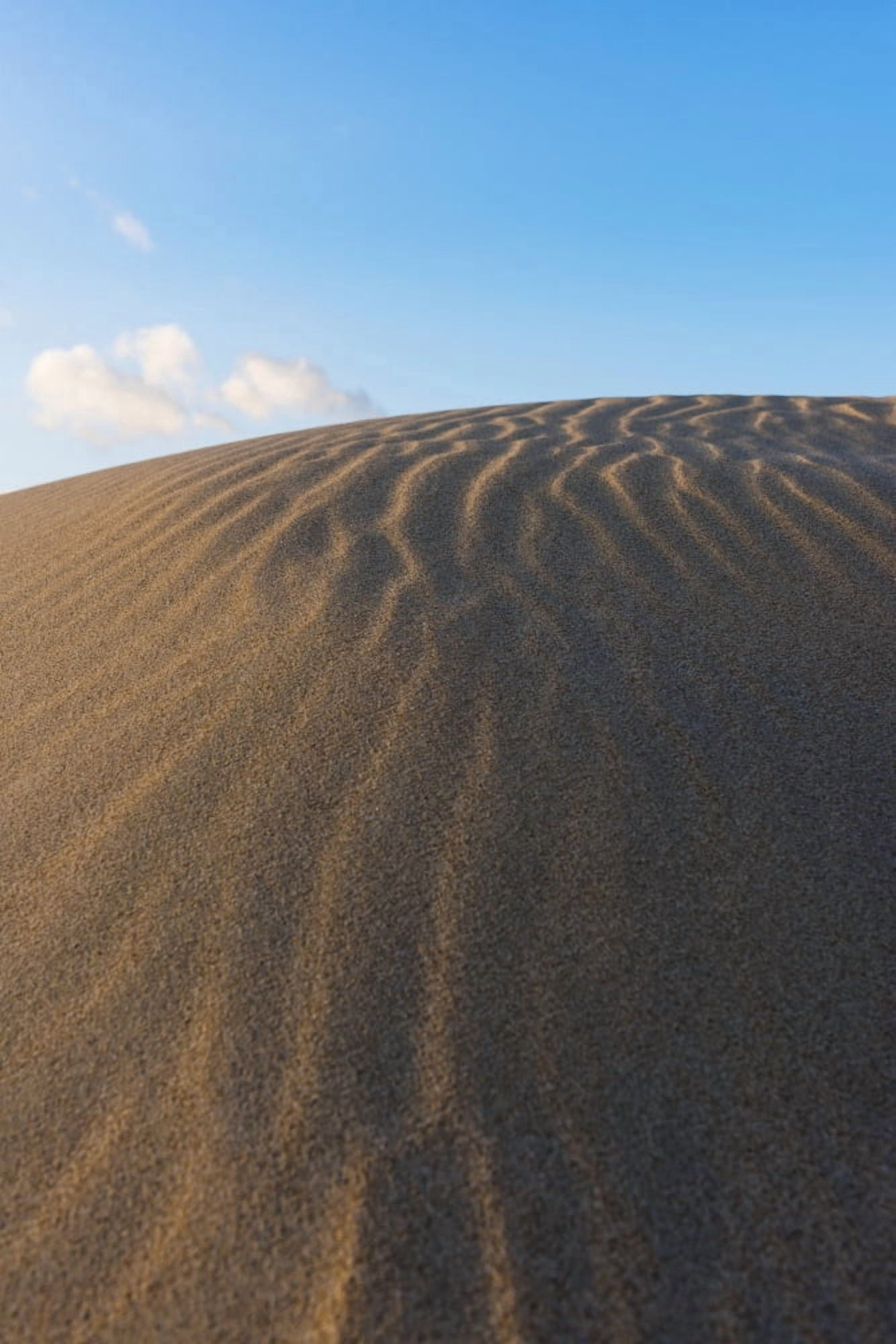 Punta Paloma sand dunes Tarifa Costa de la Luz Cadiz Andalusia Spain Canvas Art - Ben Welsh Design Pics (12 x 19)