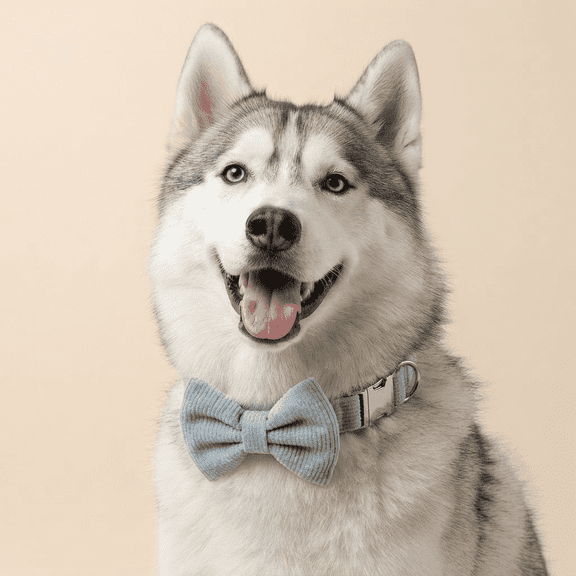 Pupkies Cloud Nine Corduroy Collar Belt, Blue, M