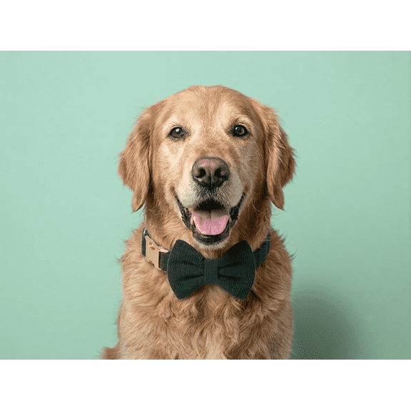 Pupkies Smooth Operator Corduroy Collar Belt, Emerald Green, M