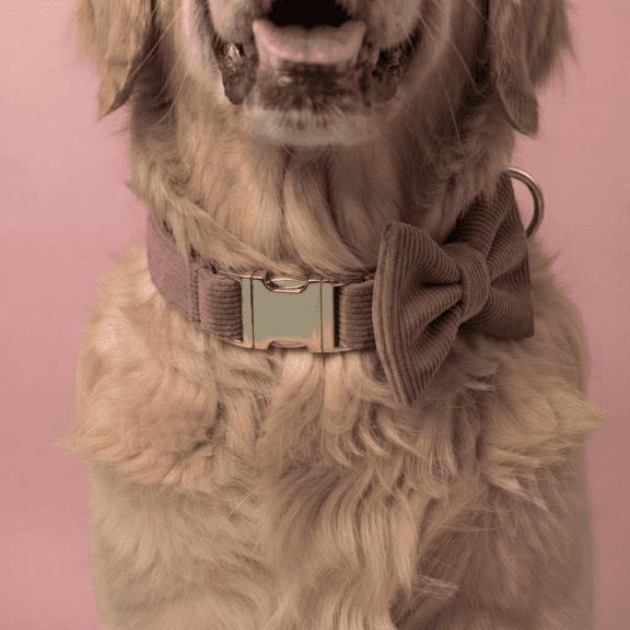 Pupkies Corduroy Collar Belt Corduroy Everyday Dog Collar, Purple, M