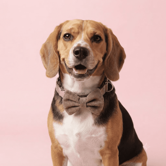 Pupkies Teddy in Disguise Corduroy Collar Belt, Brown, M