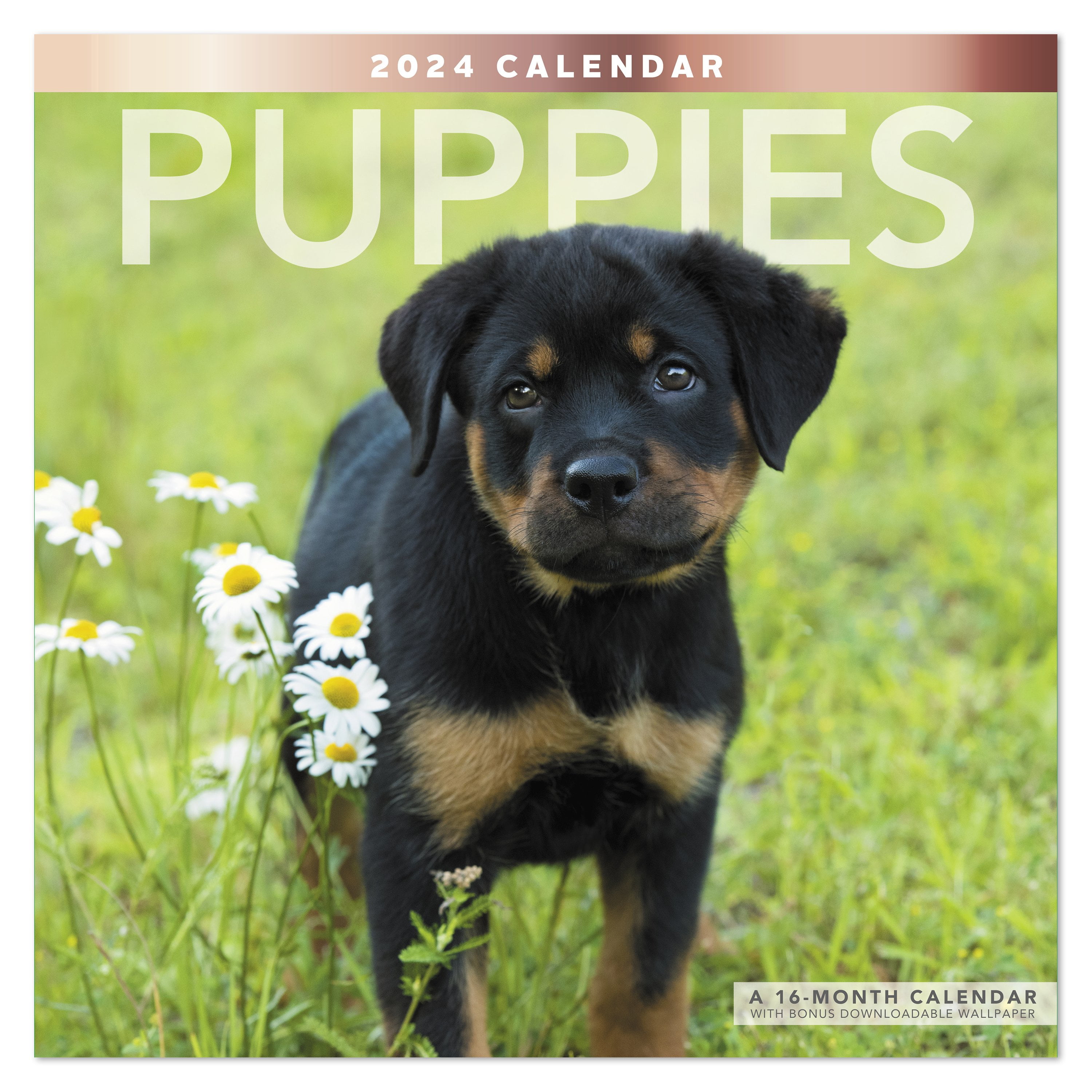 Puppies 2024 Monthly Wall Calendar 12 x 12 - Wall Calendars