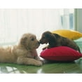 thumbnail image 1 of Puppies Kiss Poster 20.5x16.5 - Laminated, 1 of 2