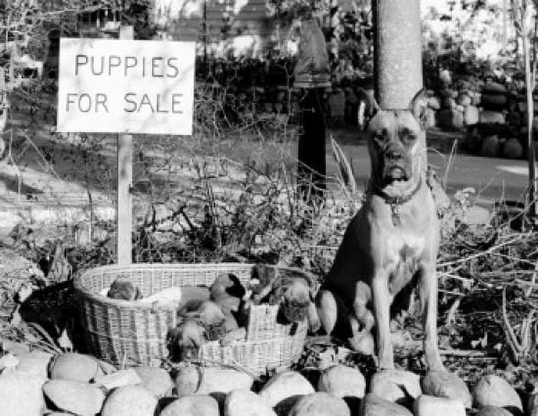 Puppies for sale Canvas Art -  (18 x 24)