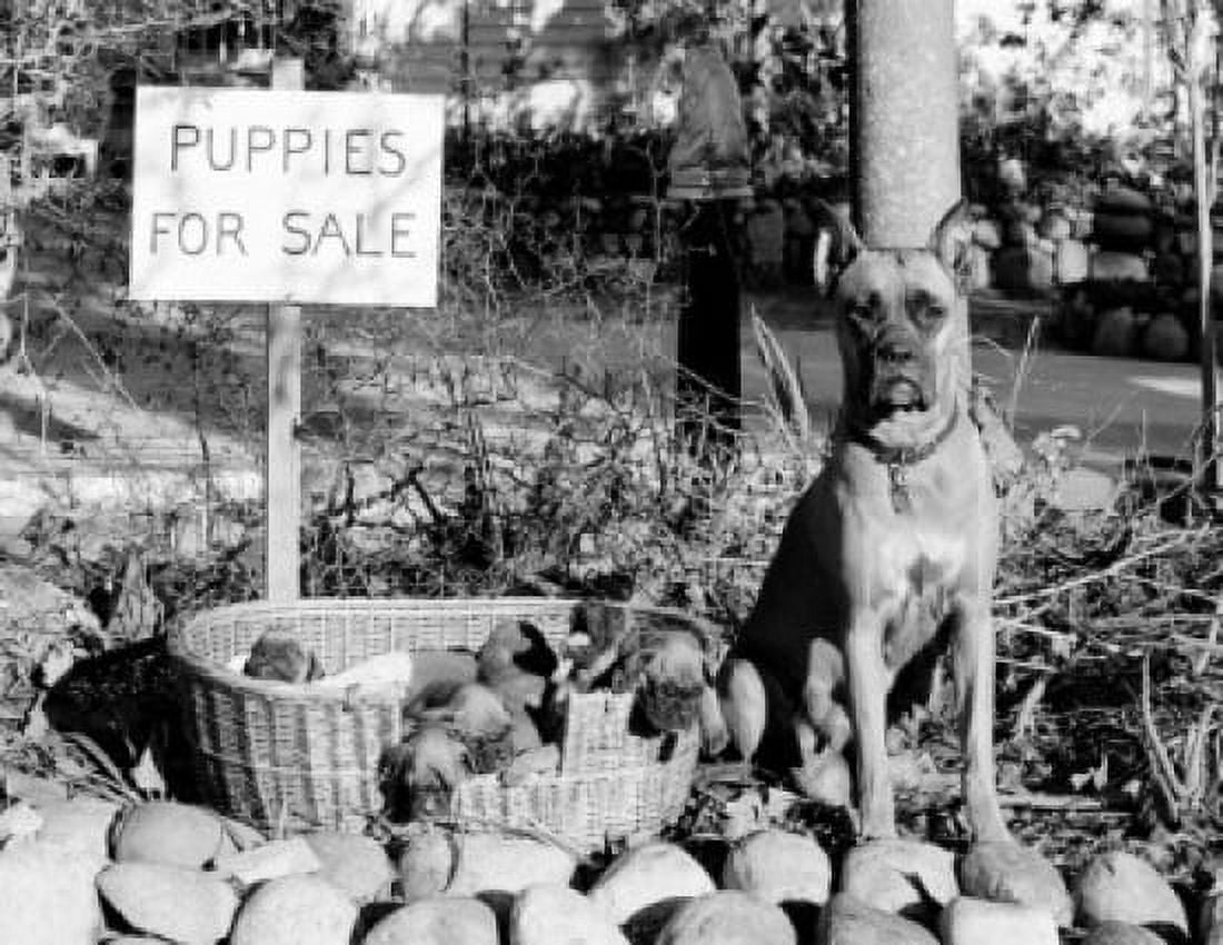 Puppies for sale Canvas Art - (24 x 36)