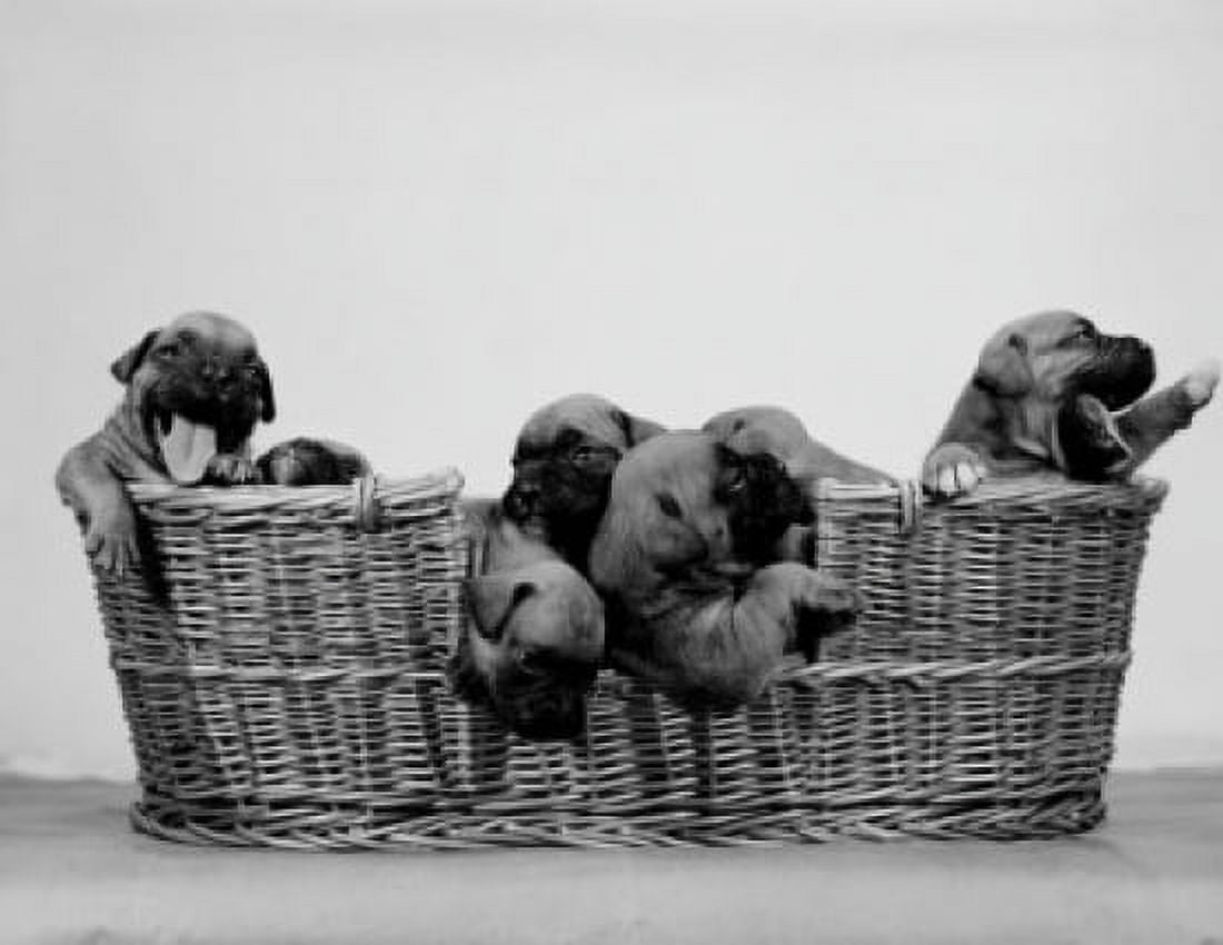 Puppies in basket Canvas Art - (18 x 24)