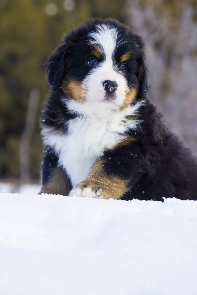 Puppy Bernese Mountain Dog Portrait In Winter Canvas Art - Michael DeYoung Design Pics (11 x 17)