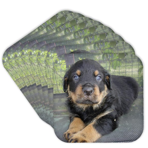 3drose, Puppy Face - Rottweiler, Rottweilers, Rottie, Rottie Owner, Rottweiler Puppy, Rottweiler Puppies, Set of 8 Coasters - Soft