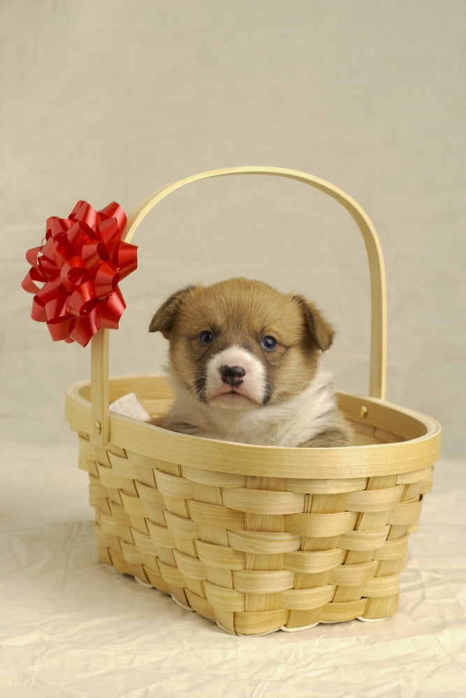 Puppy In A Basket Canvas Art - Ron Nickel Design Pics (12 x 18)