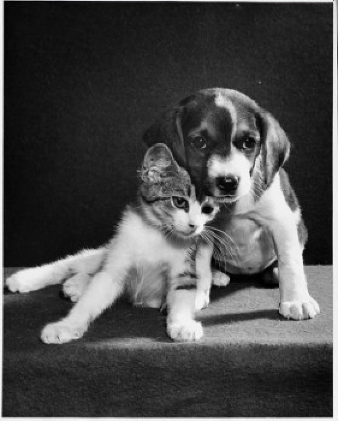 Puppy and kitten together Canvas Art - (18 x 24)